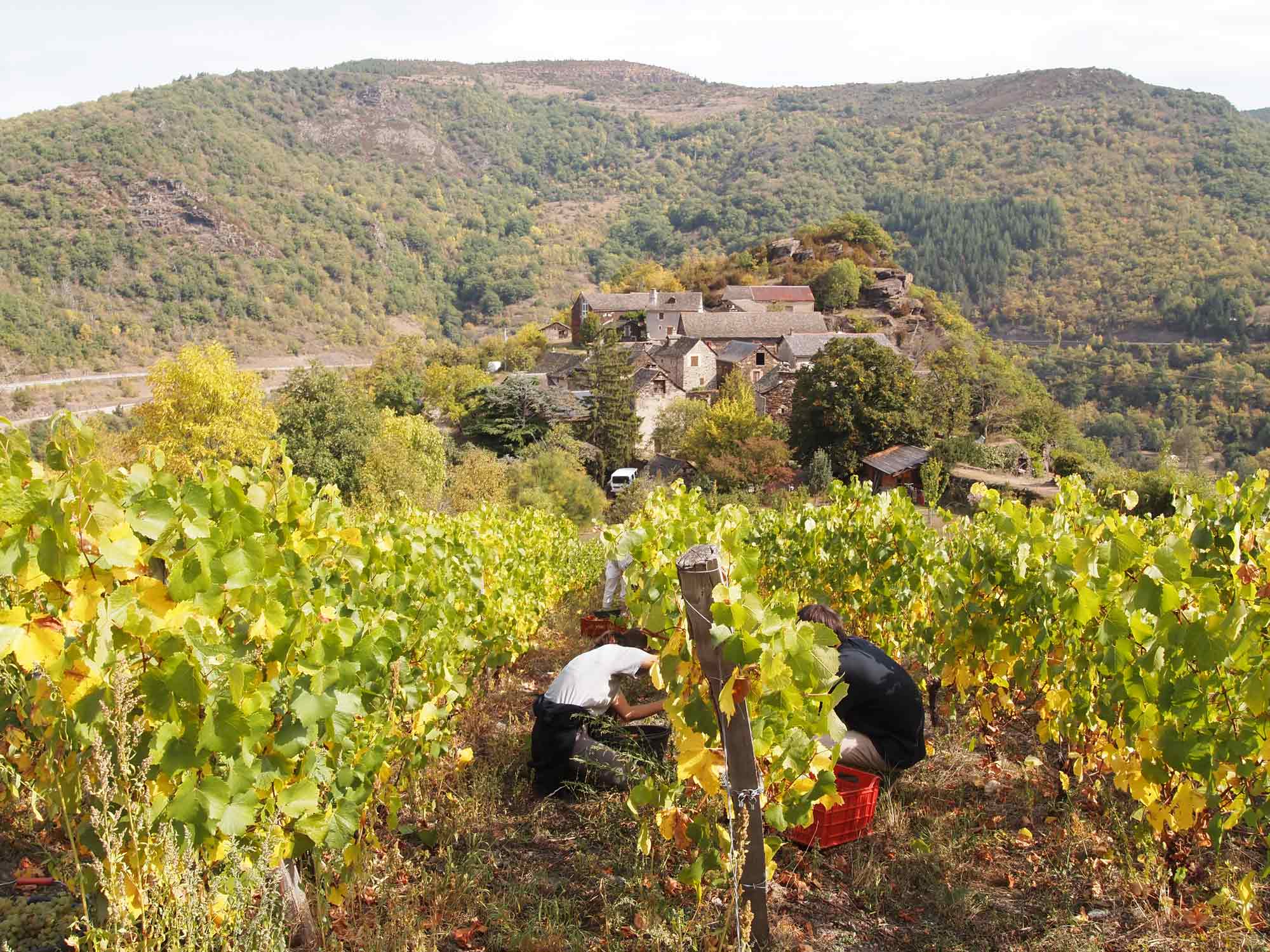 Vignes à Bieisses